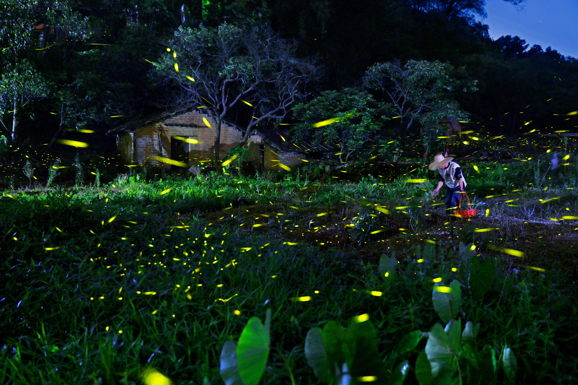 jianxing zhu sony awards china